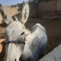 اسب نریون|اسب و تجهیزات اسبسواری|قوچان, |دیوار