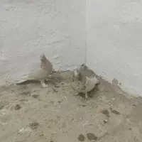 هما سرور و زرد دم سفید|پرنده|مبارکه, |دیوار