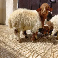 گوسفند زنده