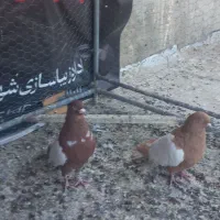 کفتر رنگی|پرنده|شاهین‌شهر, شهرک گلدیس|دیوار