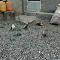 کبوتر ساده سرخ و سیاه کله زرد