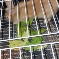 خرگوش|موش و خرگوش|سنندج, |دیوار