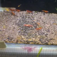 بچه میگو و میگو مولد (شریمپ)|ماهی|تهران, مینای جنوبی|دیوار