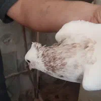 طوقی هفت رنگ زرد آجری سرخ فروش جفتی۱۵۰۰ تومان