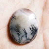 شجر سوزنی فوق کلکسیونی