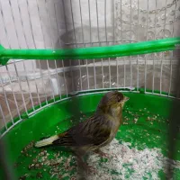 قناری مست خون