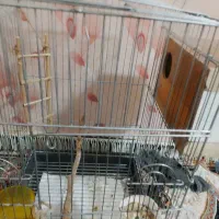قفس عروس هلندی