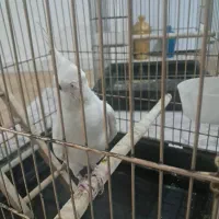 عروس هلندیطوطی|پرنده|تهران, مرزداران|دیوار