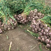 سیر درجه ۱ دشت مغان + کیفیت صادراتی