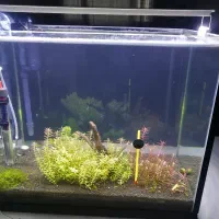 آکواریوم|ماهی|شیراز, عادل آباد|دیوار