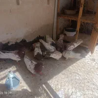 کبوتر