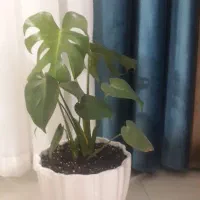 کنار پرده آبی درباری