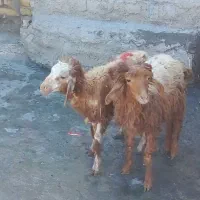 بره|حیوانات مزرعه|اهواز, زیتون کارمندی|دیوار