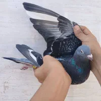 نر پلاکی جان آردن|پرنده|اهواز, بهارستان|دیوار