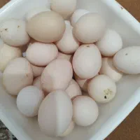 تخم مرغ محلی اصل