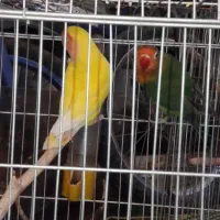 طوطی|پرنده|شیراز, فرگاز|دیوار