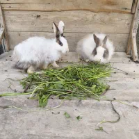 جفت خرگوش پشمالو