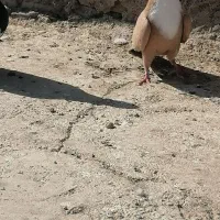 ماده زرد ریشی