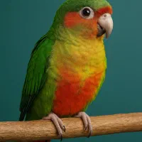 طوطی گرنچیک با قفس