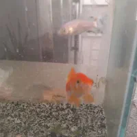 ماهی قرمز سرحال