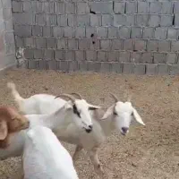 فروش بز|حیوانات مزرعه|بندر کنگان, |دیوار