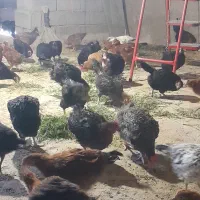 فروش چهل عدد نیمچه مرغ وده عددنیمچه خروس یکجا