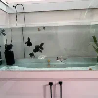 ماهی قیکت مناسب|ماهی|ری, دیلمان|دیوار