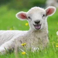 کشتارگاه مجهز گوسفند پروار