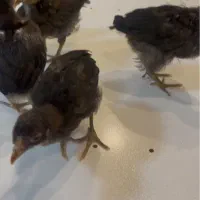 جوجه نژاد دار ۲ ماهه