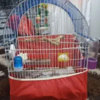 فروش یک جفت عروس هلندی نر و ماده