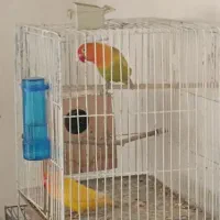 جفت طوطی برزیلی