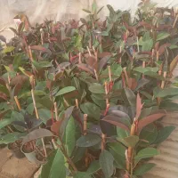 گل ازدونه۳۰هزار تا۲۰۰هزار