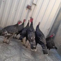 بوقلمون ۲تانر۴تاماده سرحال