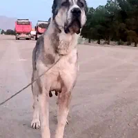 واگذاری لاس آلابای|سگ|مرودشت, رودبال|دیوار