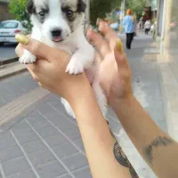 توله سگ اشپیتز دو نیم ماهه رایگان ب شرط|سگ|تبریز, |دیوار