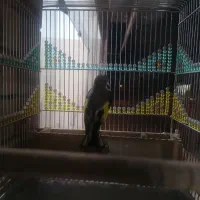 سهره بلند زیبا دم چتری نشون دار