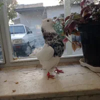 طوقی همه رنگ|پرنده|پیر بکران, |دیوار