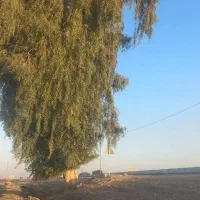 خریدانواع درخت