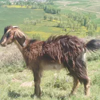 کهر