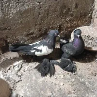 کبوترقره کوینح