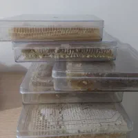 عسل طبیعی دامنه کوه سهند مستقیم از تولید کننده