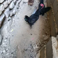 دوعددخروس مرندی