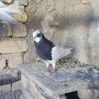 طوق سیاه