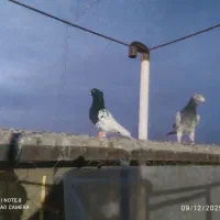 کفتر سارهفت رنگ|پرنده|گناباد, |دیوار