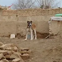 سگ گوسفندی خراسانی  یک سال نیم