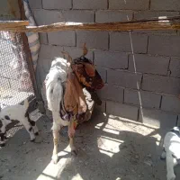 این بز پاکستانی با دوگهر