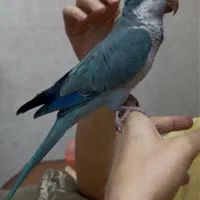 راهب آبی چلوندنی رام رام سخنگو