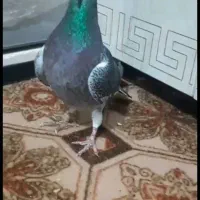 یه جفت جان اردن