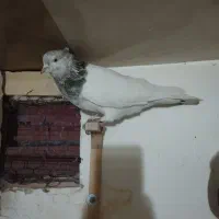 کله سبز|پرنده|مشهد, کوی المهدی|دیوار