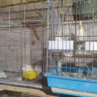 عروس هلندی با جوجه|پرنده|محلات, |دیوار